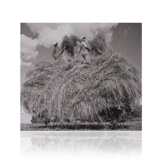 William Elliott Whitmore (Field Songs) CD